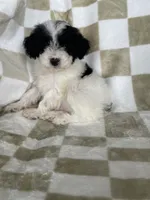 Snoopy, a male Poodle - Toy  for sale in Fort Myers, FL – 6 of 6
