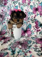 Lulu , a female Yorkshire Terrier for sale in Fort Myers, FL – 5 of 10
