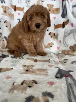 Rusty , a male Cavapoo for sale in Fort Myers, FL – 1 of 7