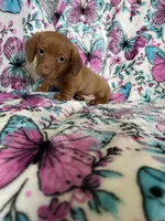 Noodle , a male Miniature Dachshund for sale in Fort Myers, FL – 5 of 7