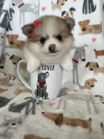 Buttercup , a female Pomeranian for sale in Fort Myers, FL – 3 of 7