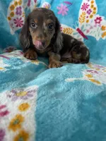 Spot, a male Miniature Dachshund for sale in Fort Myers, FL – 2 of 8