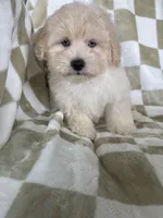 Milo, a male Maltipoo for sale in Fort Myers, FL – 3 of 7