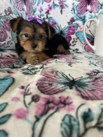Minnie , a female Yorkshire Terrier for sale in Fort Myers, FL – 1 of 8