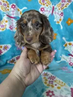 Muffin, a male Miniature Dachshund for sale in Fort Myers, FL – 4 of 9