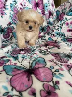 Louie , a male Shih Tzu for sale in Fort Myers, FL – 5 of 7