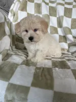 Milo, a male Maltipoo for sale in Fort Myers, FL – 2 of 7