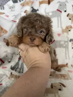 Red Merle Ollie, a male Cavapoo for sale in Fort Myers, FL – 3 of 6