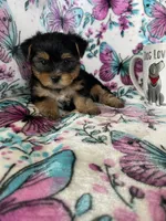 Oakley , a male Yorkshire Terrier for sale in Fort Myers, FL – 9 of 9