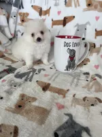 Sunny, a male Pomeranian for sale in Fort Myers, FL – 5 of 7