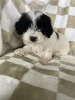 Snoopy, a male Poodle - Toy  for sale in Fort Myers, FL – 2 of 6