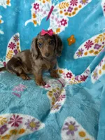 Cookie, a female Miniature Dachshund for sale in Fort Myers, FL – 9 of 9