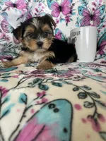 Ziggy, a male Yorkshire Terrier for sale in Fort Myers, FL – 4 of 8