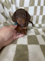 Churro, a male Miniature Dachshund for sale in Fort Myers, FL – 9 of 9
