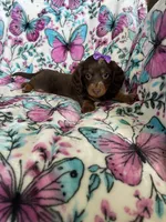 Twixie, a female Miniature Dachshund for sale in Fort Myers, FL – 5 of 6