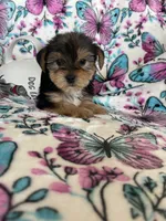 Alfie, a male Yorkshire Terrier for sale in Fort Myers, FL – 6 of 8