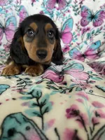 Murphy, a male Miniature Dachshund for sale in Fort Myers, FL – 6 of 6