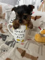 Teacup Peanut , a male Yorkshire Terrier for sale in Fort Myers, FL – Photo 4 of 6