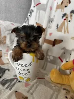Teacup Peanut , a male Yorkshire Terrier for sale in Fort Myers, FL – Photo 2 of 6