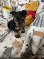 Teacup Peanut , a male Yorkshire Terrier for sale in Fort Myers, FL – Photo 6 of 6