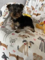 Teacup Peanut , a male Yorkshire Terrier for sale in Fort Myers, FL – Photo 5 of 6