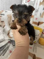 Teacup Peanut , a male Yorkshire Terrier for sale in Fort Myers, FL – Photo 3 of 6