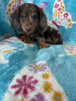 Spot, a male Miniature Dachshund for sale in Fort Myers, FL – 4 of 8