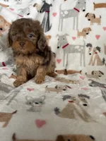 Red Merle Ollie, a male Cavapoo for sale in Fort Myers, FL – 4 of 6