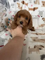 Blaze , a male Cavapoo for sale in Fort Myers, FL – 5 of 5