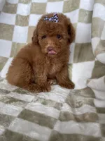 Ginger , a female Poodle - Toy  for sale in Fort Myers, FL – 4 of 6