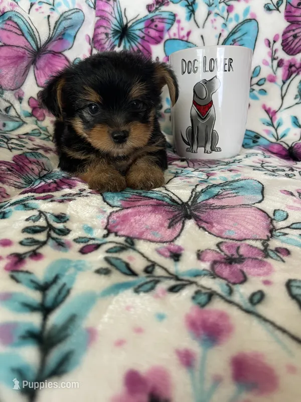 Chewy  – Yorkshire Terrier puppy for sale in Fort Myers, FL