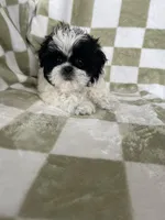 Oreo, a male Shih Tzu for sale in Fort Myers, FL – Photo 3 of 6