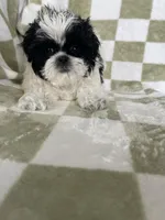 Oreo, a male Shih Tzu for sale in Fort Myers, FL – Photo 2 of 6