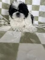 Oreo, a male Shih Tzu for sale in Fort Myers, FL – Photo 1 of 6