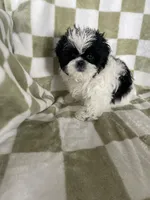 Oreo, a male Shih Tzu for sale in Fort Myers, FL – Photo 6 of 6