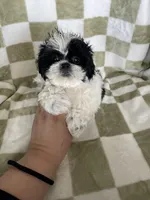 Oreo, a male Shih Tzu for sale in Fort Myers, FL – Photo 4 of 6