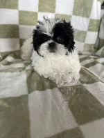 Oreo, a male Shih Tzu for sale in Fort Myers, FL – Photo 5 of 6