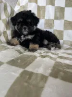 Shadow , a male Maltipoo for sale in Fort Myers, FL – 7 of 7