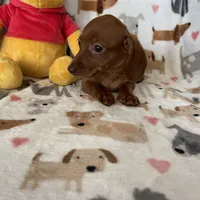 Twixie , a female Miniature Dachshund for sale in Fort Myers, FL – Photo 3 of 6