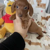 Twixie , a female Miniature Dachshund for sale in Fort Myers, FL – Photo 2 of 6