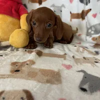 Twixie , a female Miniature Dachshund for sale in Fort Myers, FL – Photo 6 of 6