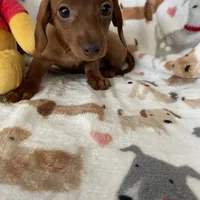 Twixie , a female Miniature Dachshund for sale in Fort Myers, FL – Photo 4 of 6