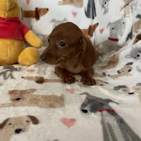 Twixie , a female Miniature Dachshund for sale in Fort Myers, FL – Photo 5 of 6