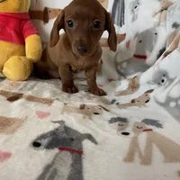 Twixie , a female Miniature Dachshund for sale in Fort Myers, FL – Photo 1 of 6