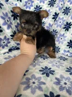 Teacup Peanut , a male Yorkshire Terrier for sale in Fort Myers, FL – 7 of 8