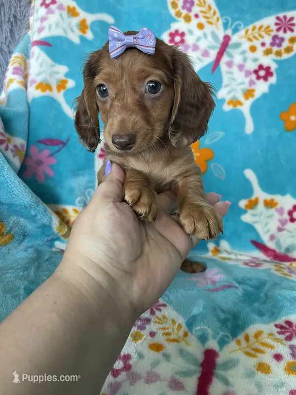Penny – Miniature Dachshund puppy on hold in Fort Myers, FL