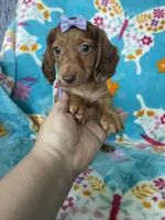 Penny, a female Miniature Dachshund for sale in Fort Myers, FL – 1 of 6