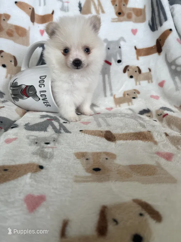 Sunny – Pomeranian puppy for sale in Fort Myers, FL