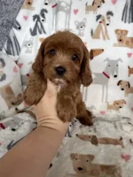 Blaze , a male Cavapoo for sale in Fort Myers, FL – 4 of 5