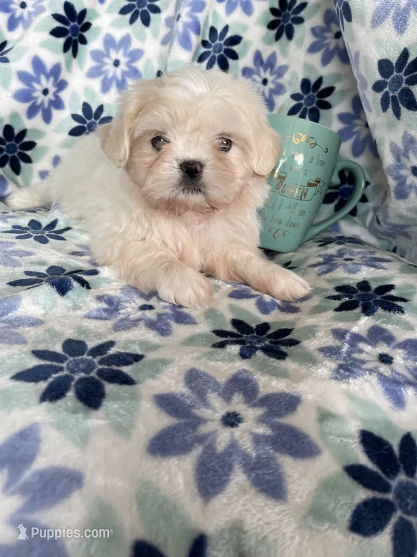Chowder – Shihpoo puppy for sale in Fort Myers, FL